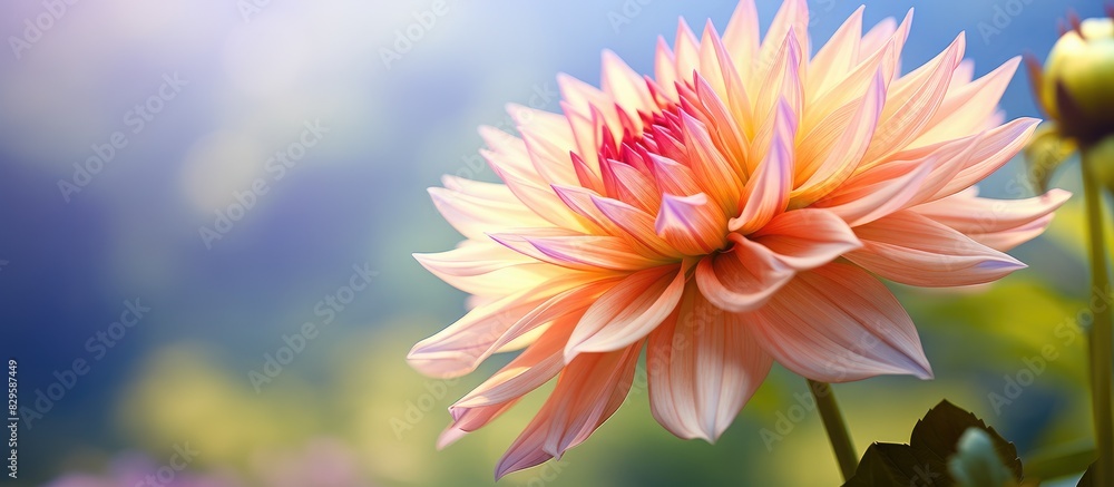 Selective focus on a specific part of a dahlia flower in a photo with blurred background leaving copy space image Selective focus on a specific part of a dahlia flower in a photo with blurred background leaving copy space image