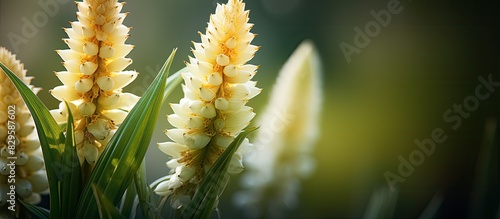 Blooming pineapple lilies eucomis comosa up close with a blurred background for a copy space image photo