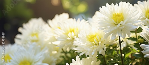 White chrysanthemum blooming in the garden with sunlight filtering through perfect for a copy space image
