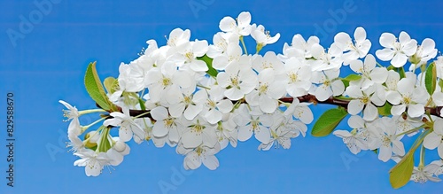 An apple tree branch in bloom with white flowers against a backdrop of a clear blue sky providing a serene copy space image