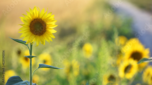 large yellow sunflower for background. Yellow sunflowers in sunlight. good harvest concept  bright sunny flower. farming  vegetable garden  field  growing seeds for oil. close-up. soft focus