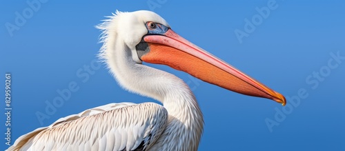 Dalmatian pelican Pelecanus crispus shown against a clear blue sky offers an impressive copy space image photo