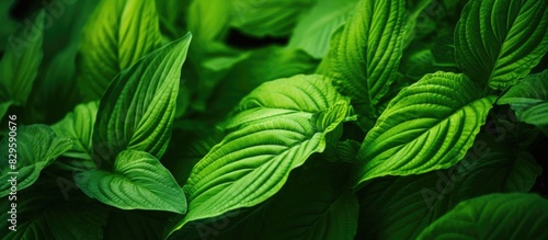 green leaves of plant very close up. Copy space image. Place for adding text and design