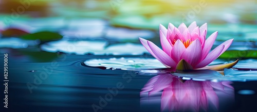 Water lily flower showcasing beauty in a serene aquatic setting with ample copy space image