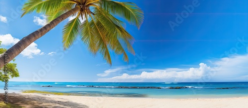 Tropical setting with a coconut tree by the beach under a sunny blue sky perfect for a copy space image