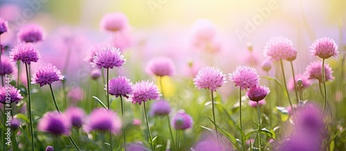 Bachelor Button flowers Gomphrena globosa are blooming in a garden with a blurred greenery background creating a beautiful scene with copy space image photo