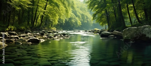 A serene river flowing through a dense forest with a vast expanse of copy space image