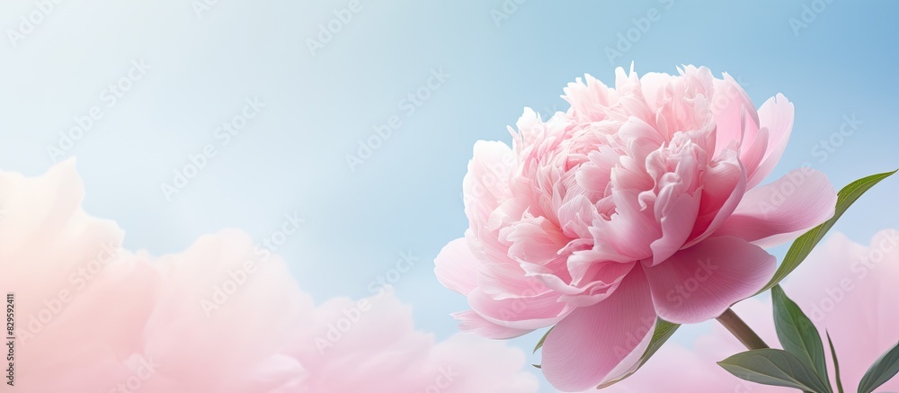 A pink peony flower blooming in nature against a soft backdrop ideal for a copy space image A pink peony flower blooming in nature against a soft backdrop ideal for a copy space image