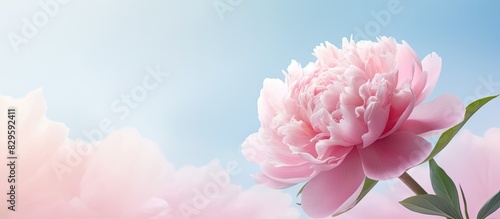A pink peony flower blooming in nature against a soft backdrop ideal for a copy space image