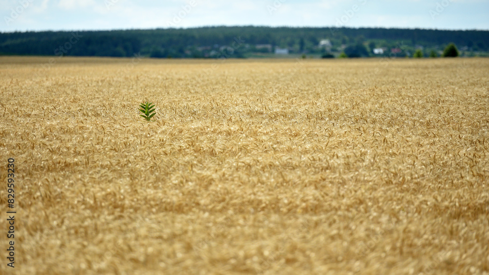 Fototapeta premium Ripe large golden ears of wheat against the yellow background of the field. Close-up, nature. The idea of a rich summer harvest, farming, agricultural industry for food. Spot focus on spikelet