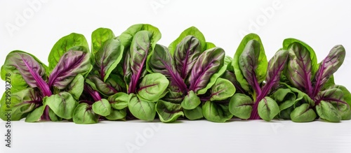 A vibrant leafy vegetable known as Ceylon spinach or Basella rubra Linn typically features dark green leaves and a purple hue with a white copy space image photo