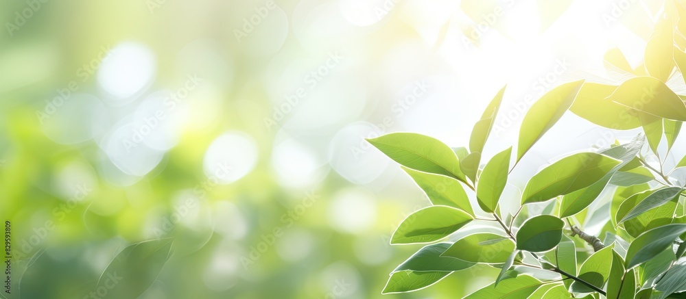 Copy space image with blurred foliage in the background capturing bright summer sunlight Copy space image with blurred foliage in the background capturing bright summer sunlight