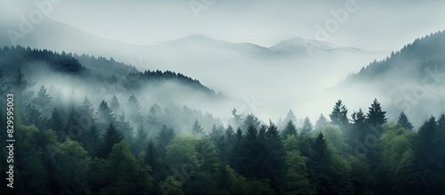 Misty forest scenery with fog among trees revealing the sky with copy space image