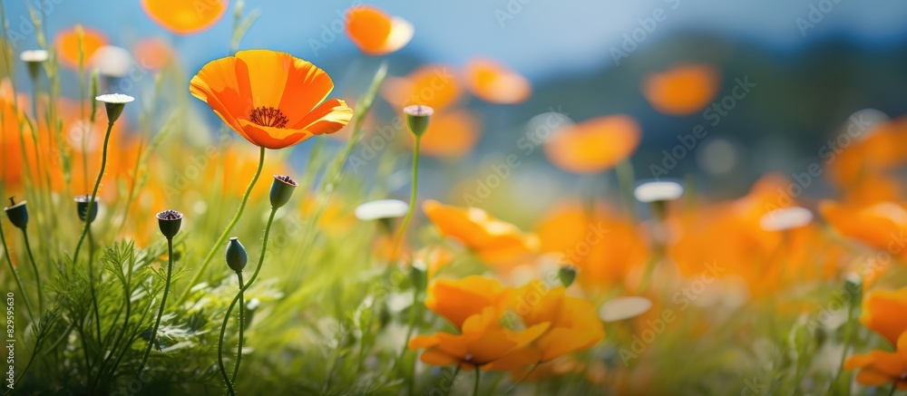 California poppy in vivid orange standing out in a field of wildflowers with copy space image