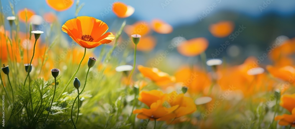 California poppy in vivid orange standing out in a field of wildflowers with copy space image California poppy in vivid orange standing out in a field of wildflowers with copy space image