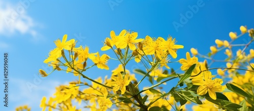 Beautiful yellow flowers of Glastum Isatis tinctoria blooming in spring with a clear blue sky in the background providing copy space image photo
