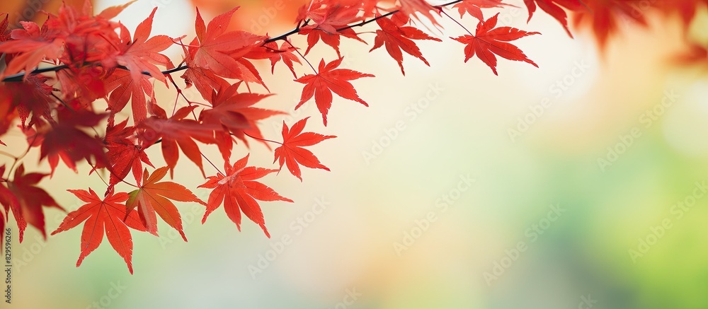 Foreground red maple leaves are featured in focus with copy space image of blurred green trees in the background Foreground red maple leaves are featured in focus with copy space image of blurred green trees in the background