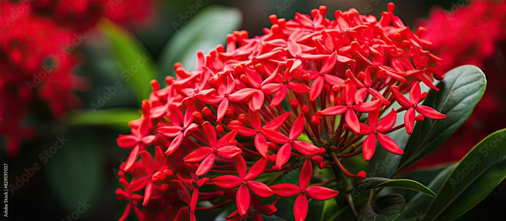 Vibrant red King Ixora flower in bloom Stunning Rubiaceae flower with copy space image in the garden Vibrant red King Ixora flower in bloom Stunning Rubiaceae flower with copy space image in the garden