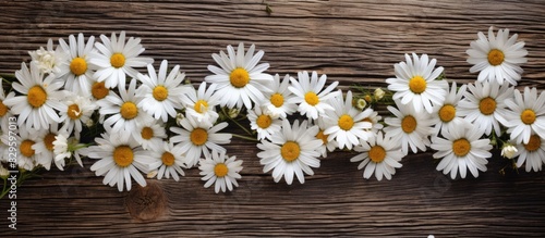 Chamomile flowers in white hues displayed on a rustic wooden backdrop with copy space image available © Ilgun