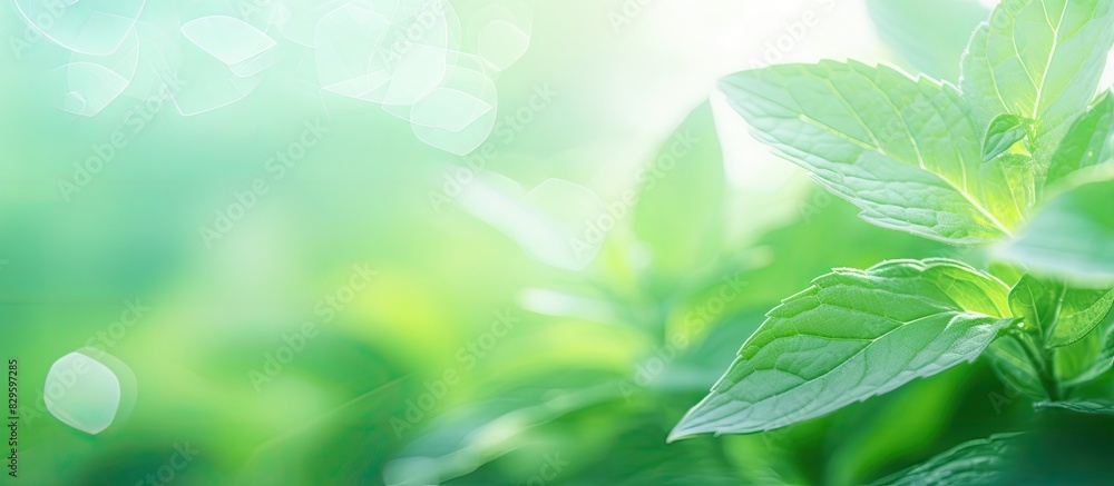 Abstract green mint leaf background with blurred leaves and circular bokeh ideal as a backdrop for wallpaper and design with copy space image Abstract green mint leaf background with blurred leaves and circular bokeh ideal as a backdrop for wallpaper and design with copy space image