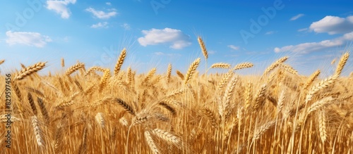 Field of wheat with bright hues ideal for a copy space image