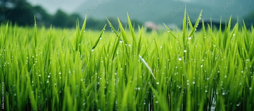 Obraz premium Green rice fields filled with life giving water showing growing rice after first rains of the rainy season Also showing what happens when the water is too deep and young rice drowns. Copy space image