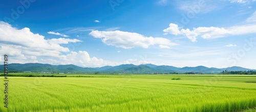 Scenic view of a picturesque rice field with lush greenery under a bright blue sky with fluffy white clouds perfect as a copy space image