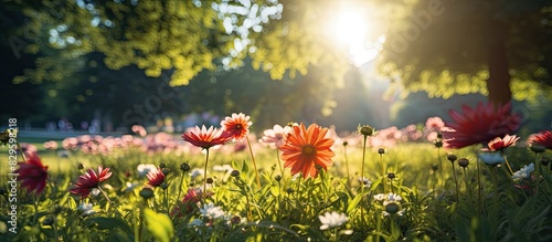 In Frankfurt s public park in Hesse vibrant flowers bloom under the summer sun creating a picturesque setting for a copy space image photo