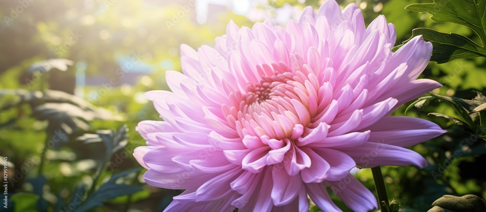A Chrysanthemum flower in pinkish purple hues blooms in the garden set against a backdrop of lush green leaves under the summer sun with copy space image
