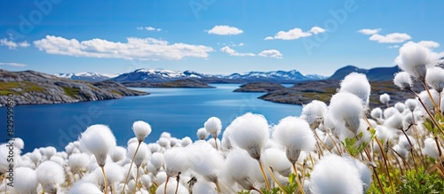 Detailed image of white cotton grass in the Greenland landscape at Sisimiut featuring a copy space image photo