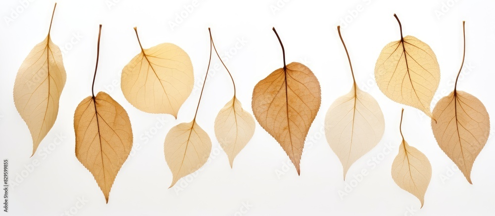 Obraz premium Dry leaves on a white background suitable for copy space image