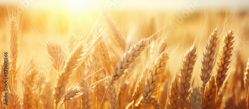 Golden sunlight illuminates a field with cereals providing a picturesque copy space image