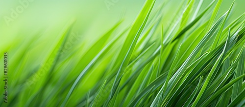 Close up shot with selective focus showcasing the herbaceous texture of Elymus repens also known as wheatgrass wheat grass or couch grass Includes a lush green background with long leaves ideal for a