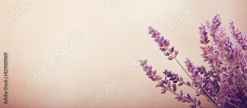 Soft focus image of small violet Heather flowers Calluna vulgaris on vintage paper background with retro style blurred backdrop and copy space image