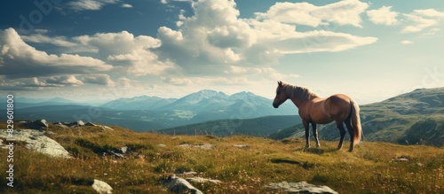 Scenic view of a horse in a mountain meadow with a copy space image