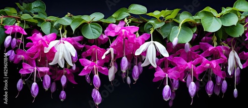 Bleeding heart vine flowers Clerodendrum Thomsoniae display a stunning purple and white gradient of beauty in a natural setting with lush greenery and fresh air suitable for a copy space image photo
