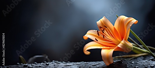 Panel kuchenny z motywem An orange lily with copy space image