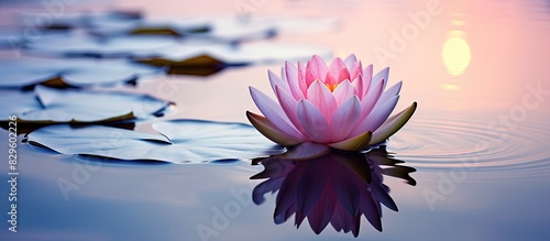 Lotus or waterlily gracefully floating on the serene lake with a tranquil backdrop and ample copy space image available