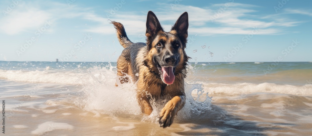 A German Shepherd dog enjoys playing on the beach engaging in activities like jumping running and swimming in the sea with a vibrant beach setting in the background providing a captivating copy space A German Shepherd dog enjoys playing on the beach engaging in activities like jumping running and swimming in the sea with a vibrant beach setting in the background providing a captivating copy space