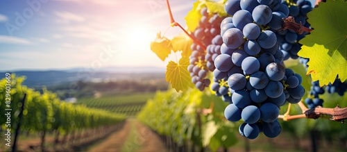 A lush vineyard scene with plump blue grapes ripe for picking set against a backdrop with copy space image