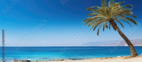 Sunny day at Red Sea beach offering a beautiful view with a perfect palm tree lined coastline and a clear blue sky creating an ideal copy space image