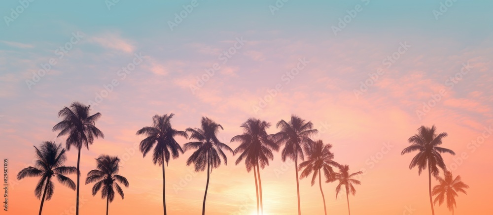 Palm trees standing tall with a beautiful background for a copy space image