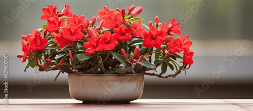 Adenium obesum with vibrant red blooms in a planter with space for text or designs in the background image. Copy space image. Place for adding text and design photo