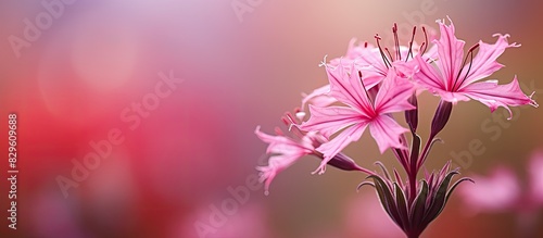 Detailed macro shot of a Ragged Robin flower Lychnis flos cuculi with a bokeh background selective focus and shallow depth of field ideal for copy space image photo