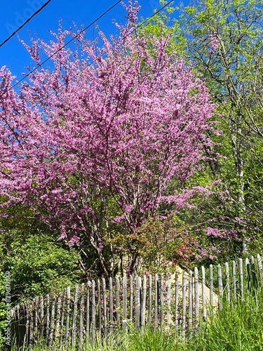 Tree in spring with pink blossom
