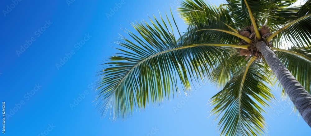 A coconut palm tree against a sunny summer sky with a bright blue background and copy space image