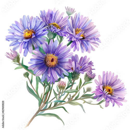 Aster flower watercolor drawing on white background 02