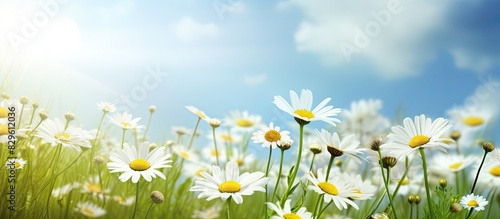 A summer landscape featuring wildflowers like white chamomile daisies creating a serene environment with copy space image