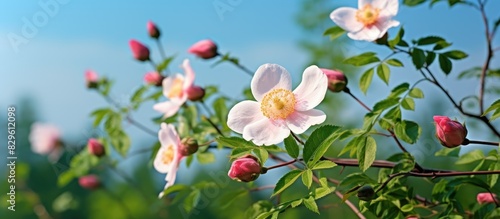 The wild rose flower also known as the dog rose blossom or sweet briar is also referred to as eglantine suitable for a copy space image photo