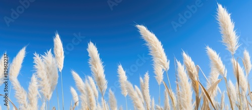 In the background there is a copy space image of Saccharum spontaneum or Kans grass of Lae against a clear blue sky photo